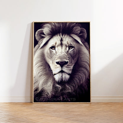 Wild African Lion Prints